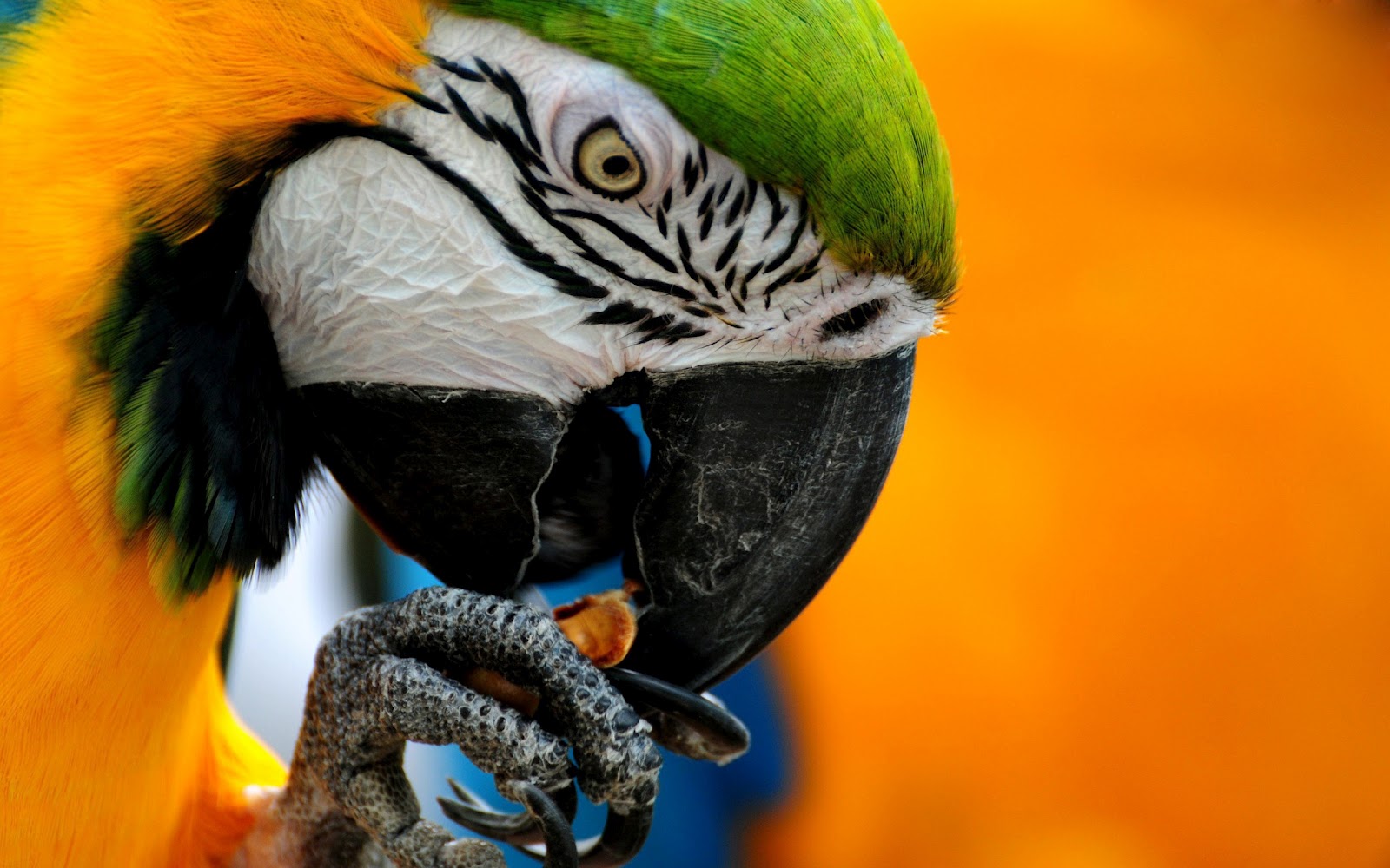 All Wallpapers Parrot Hd Wallpapers 1