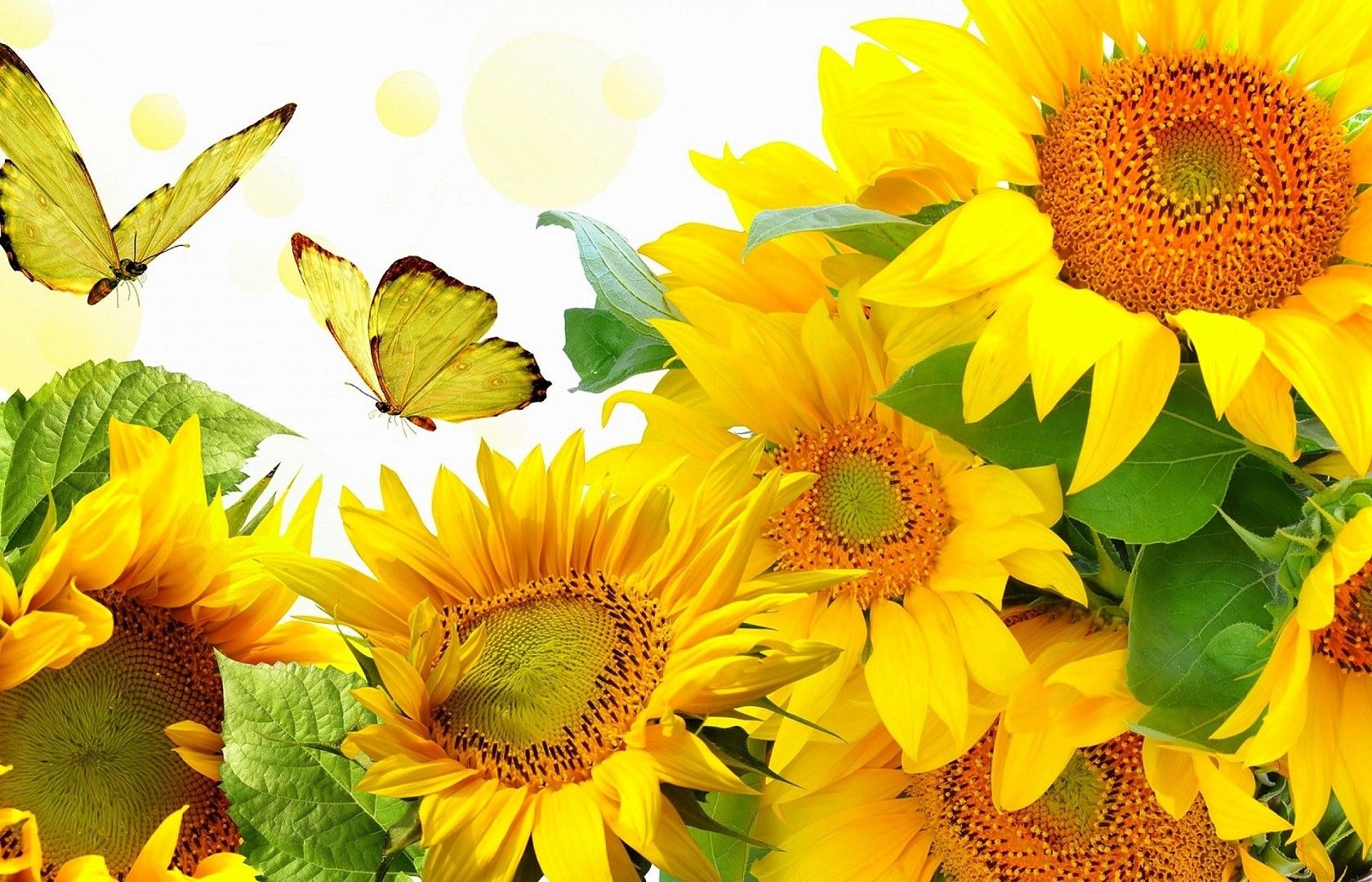 Sunflowers And Butterflies Wallpaper On
