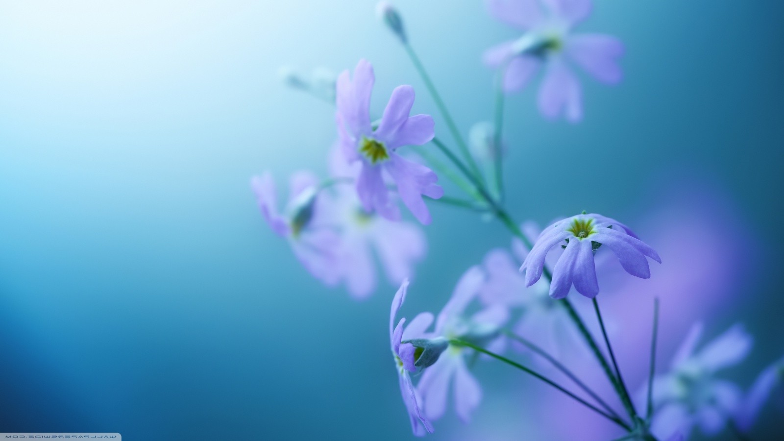 Nature Flowers Wallpaper HD