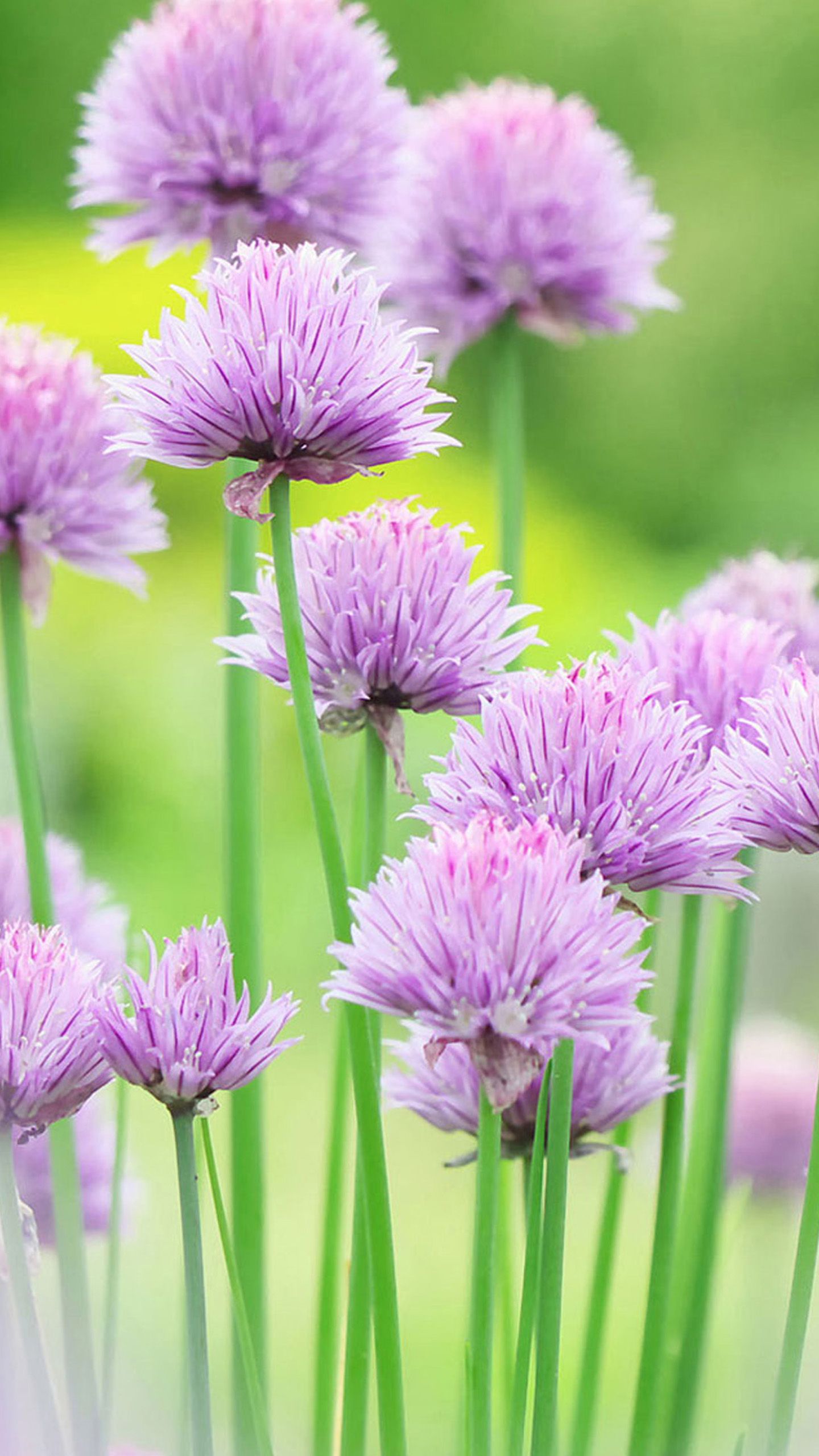 Nature Flowers iPhone Wallpaper