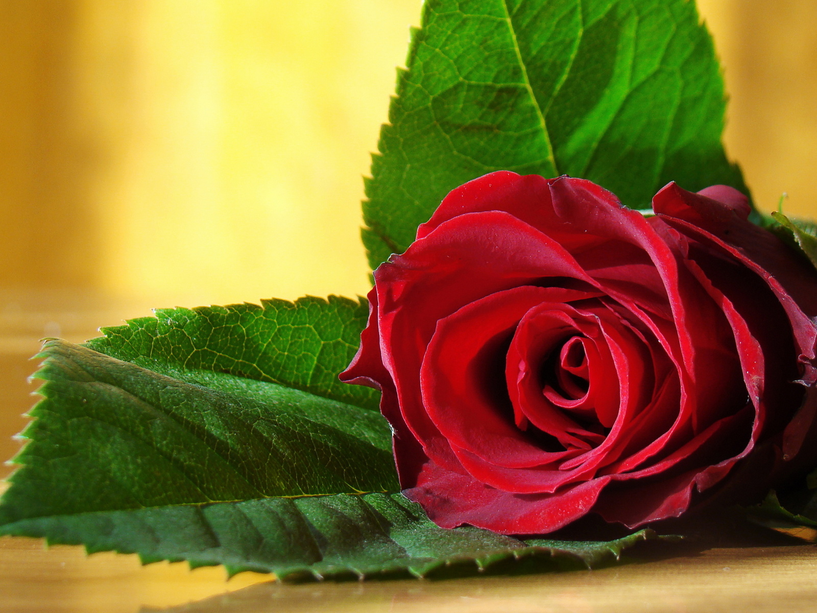 Pictures World beautiful red rose wallpaper