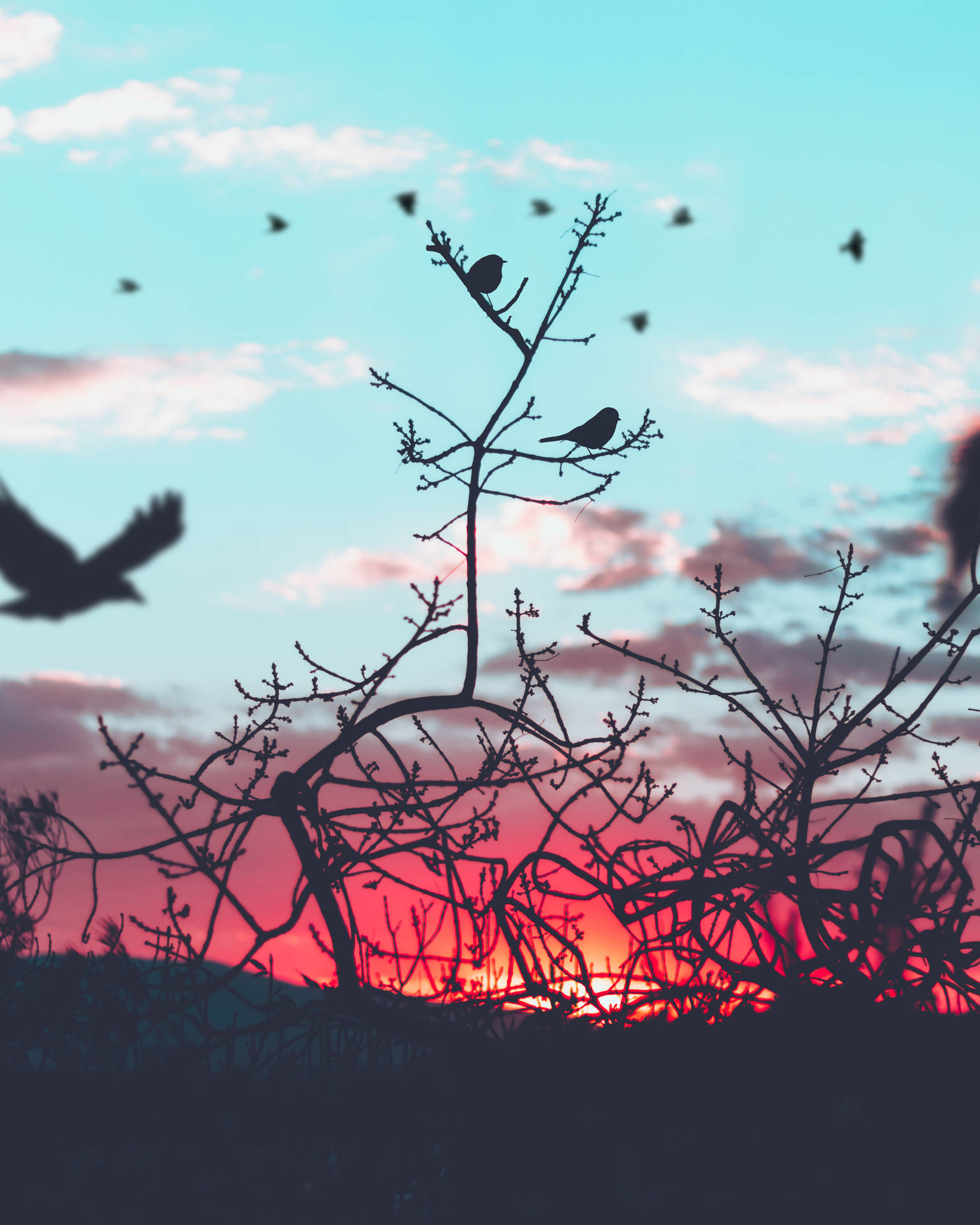 Birds Nature Wallpaper