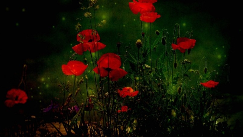 Current Location Home Nature Flowers Red Poppies Wallpaper