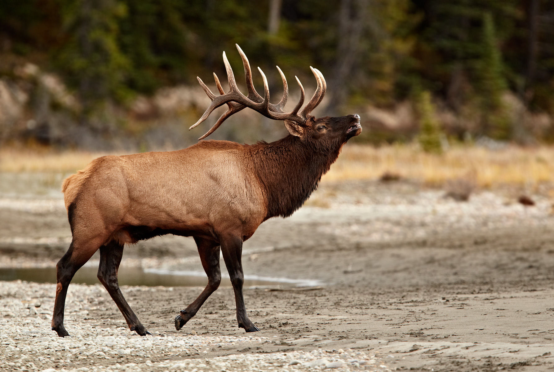 bull elk images