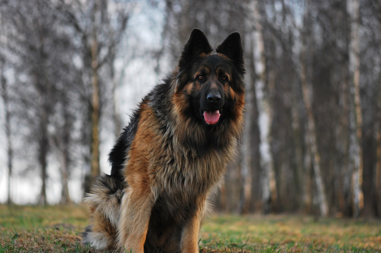 German Shepherd Dog HD Wallpapers 2013 All About HD Wallpapers