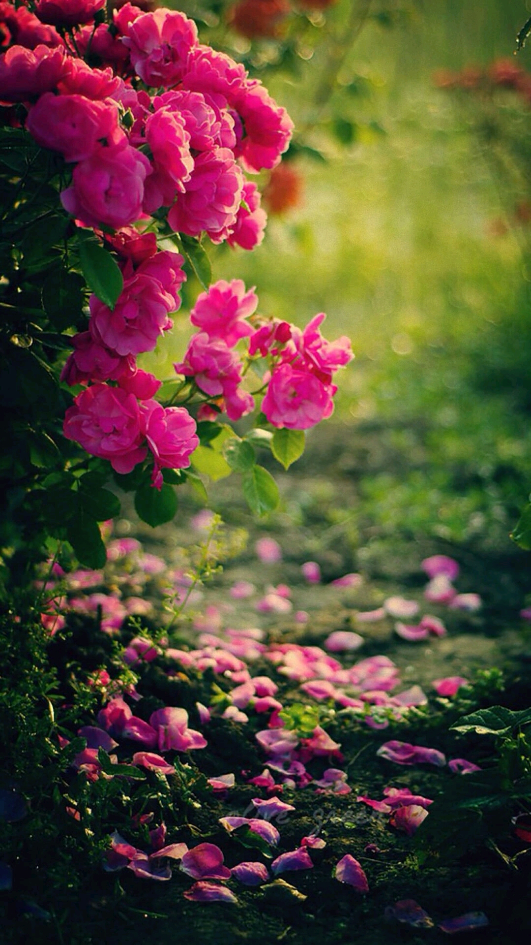 Vivid pink rose bush with fallen petals on the ground, perfect for a 4k mobile wallpaper