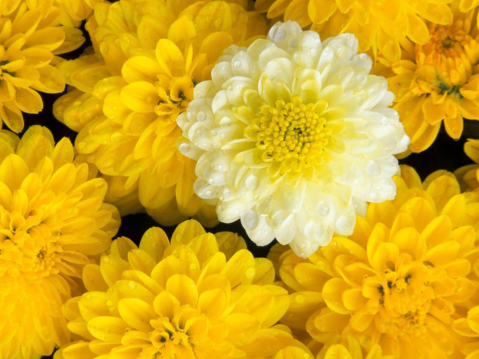 Wallpaper Marigold Flowers