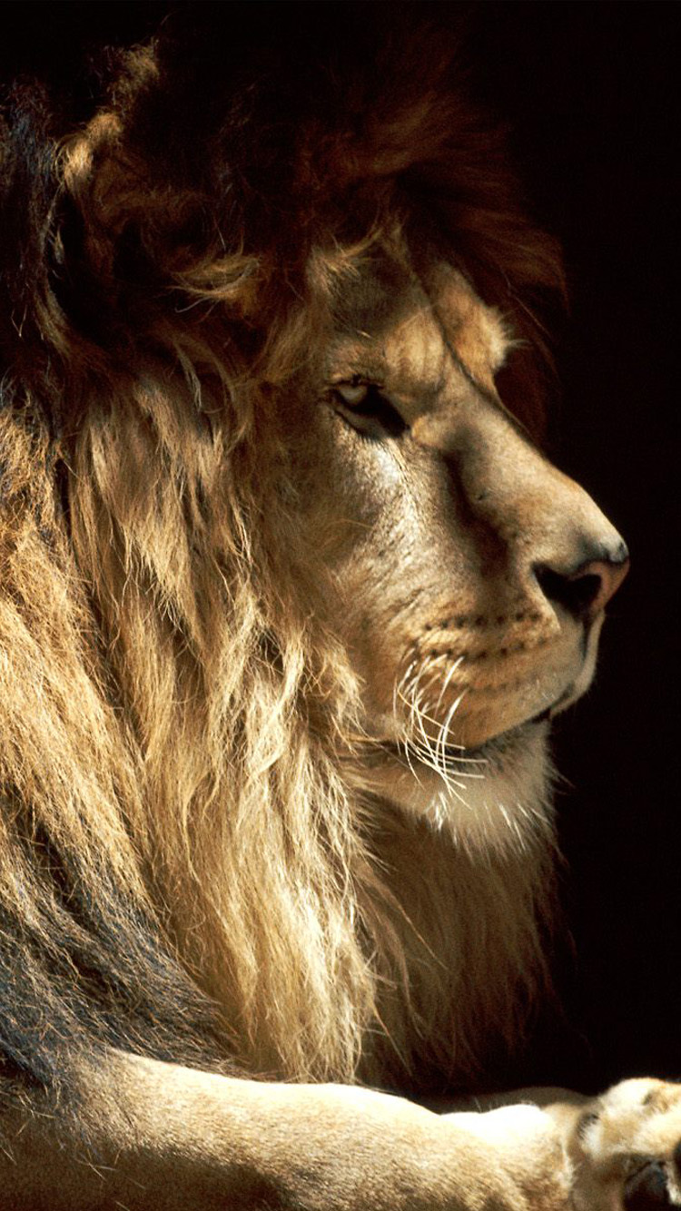 Male Lion iPhone Wallpaper HD