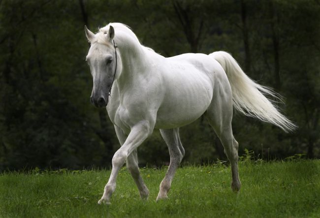 Animals Wallpapers beautiful horse pictures 650x443