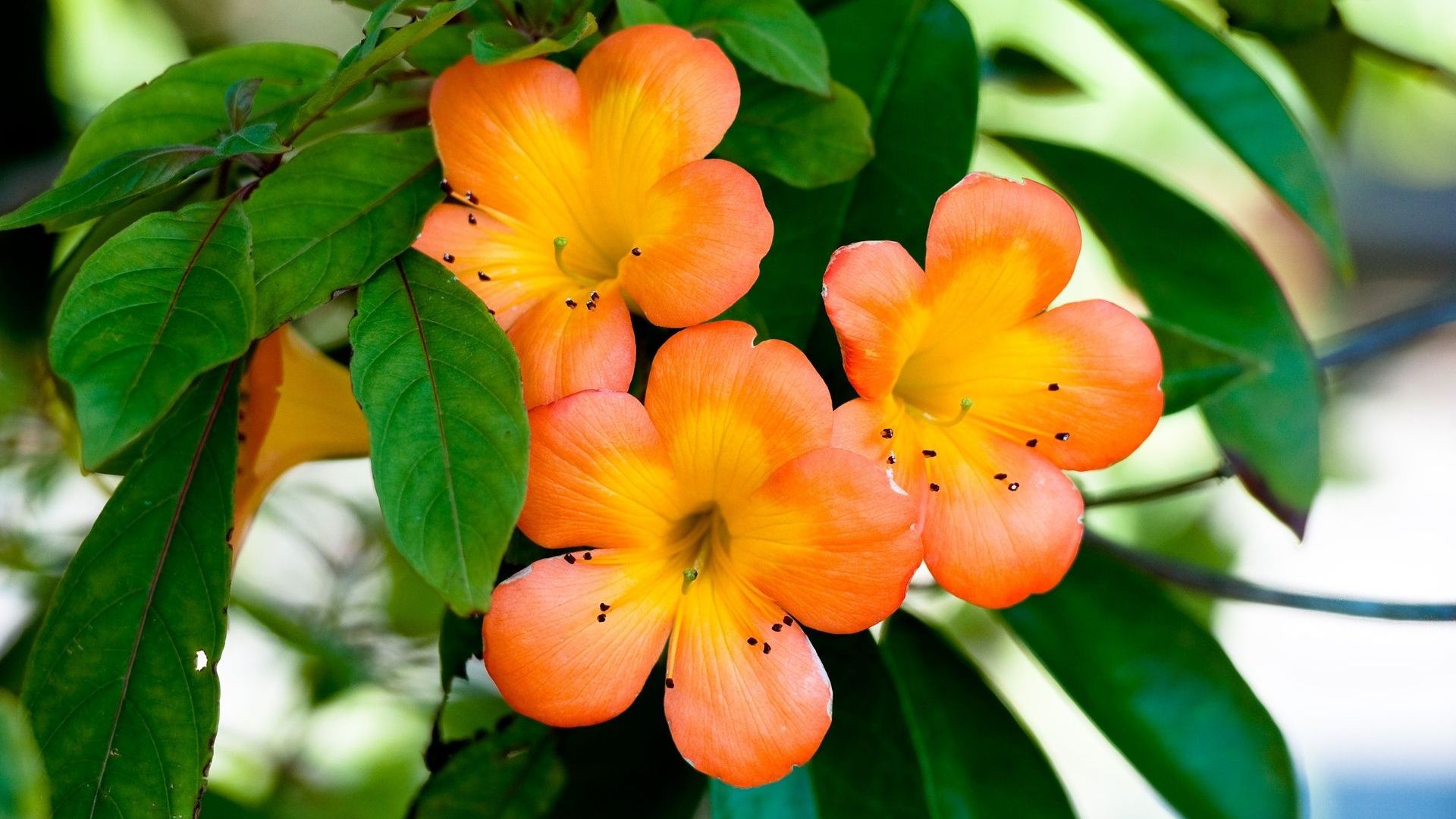 Spring Orange Flowers Wallpaper