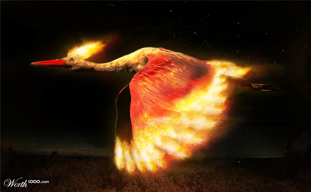 Pok Mon Image Moltres HD Wallpaper And Background Photos