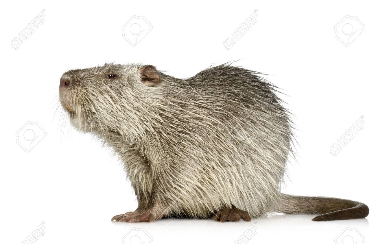 Coypu Or Nutria In Front Of A White Background Stock Photo