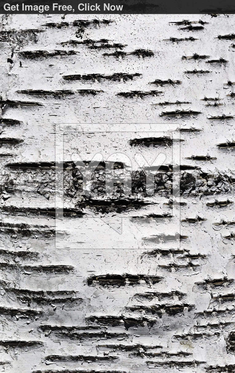 White Birch Bark Wallpaper Texture