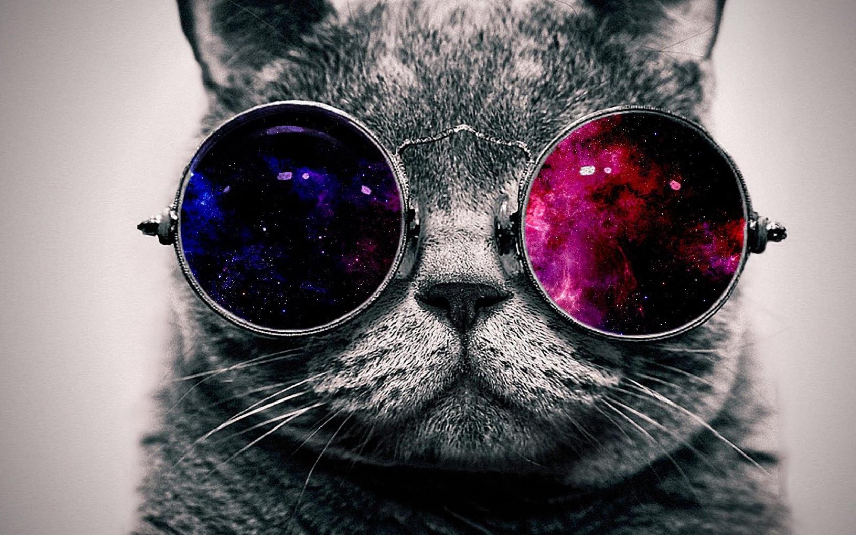 COOL CAT WITH THE GLASSES WALLPAPER   148014   HD Wallpapers