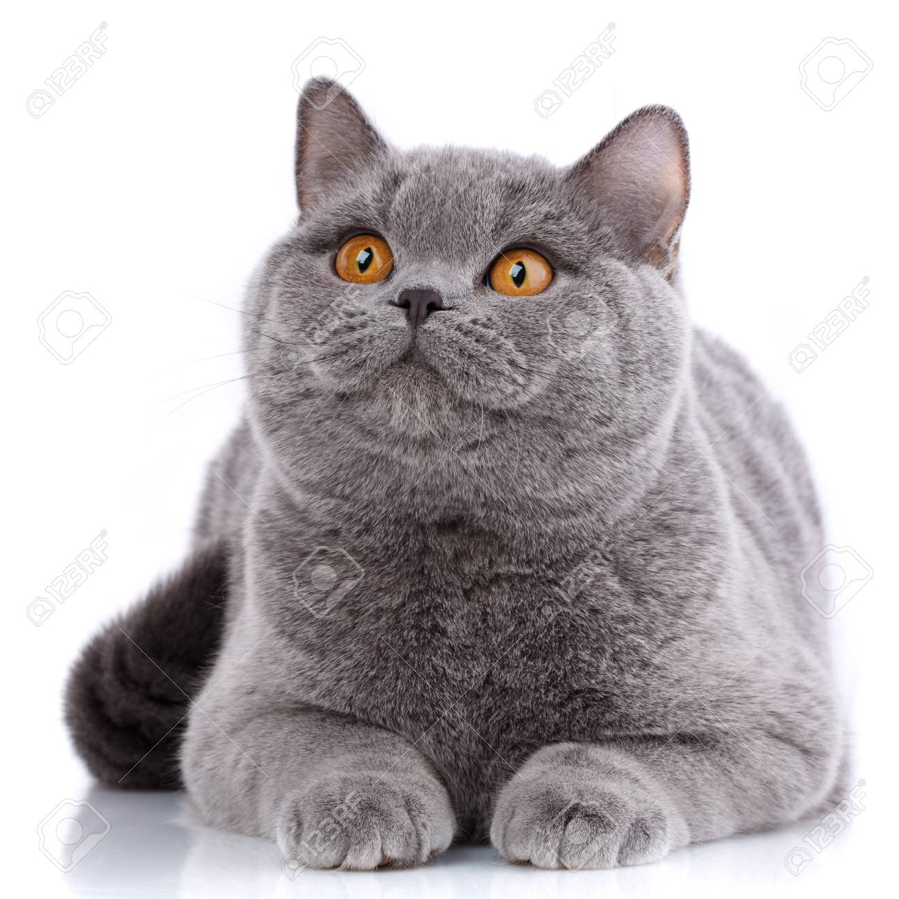 Gray Cat British Straight On A White Background Purebred