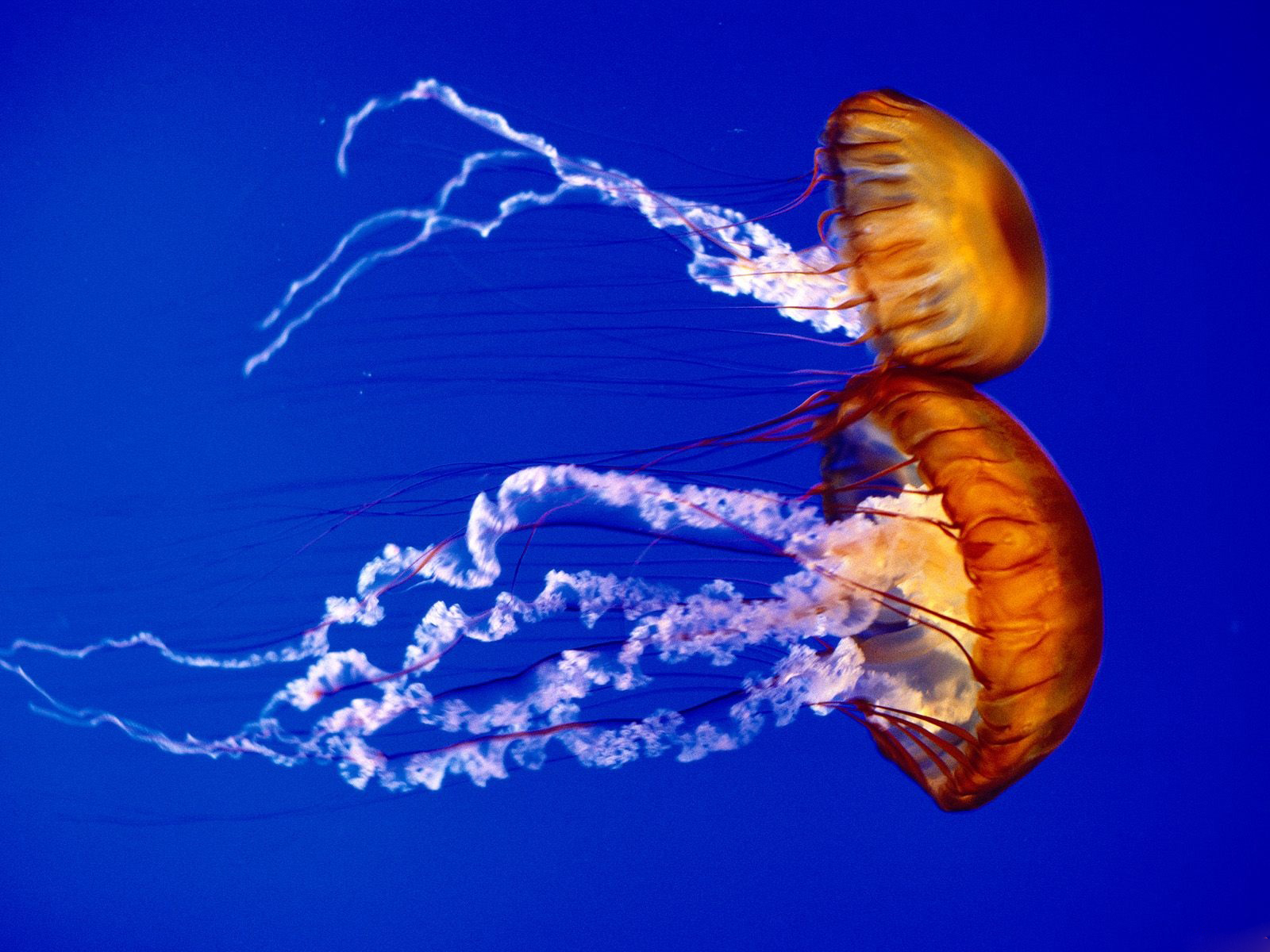 Best Wallpaper Jellyfish