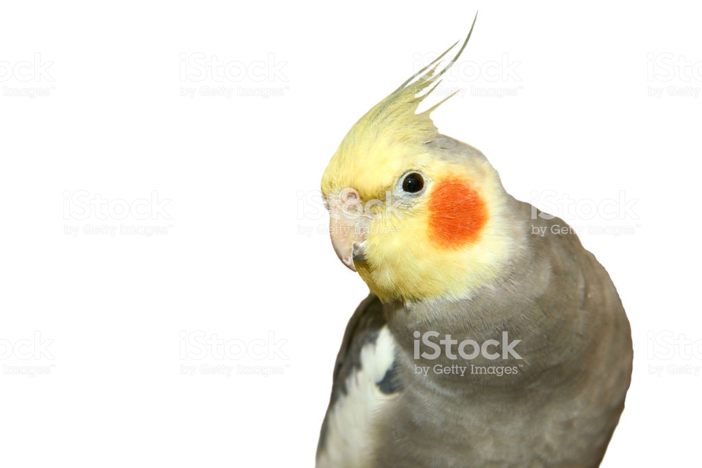 Cockatiel On A White Background Stock Photo Image Now