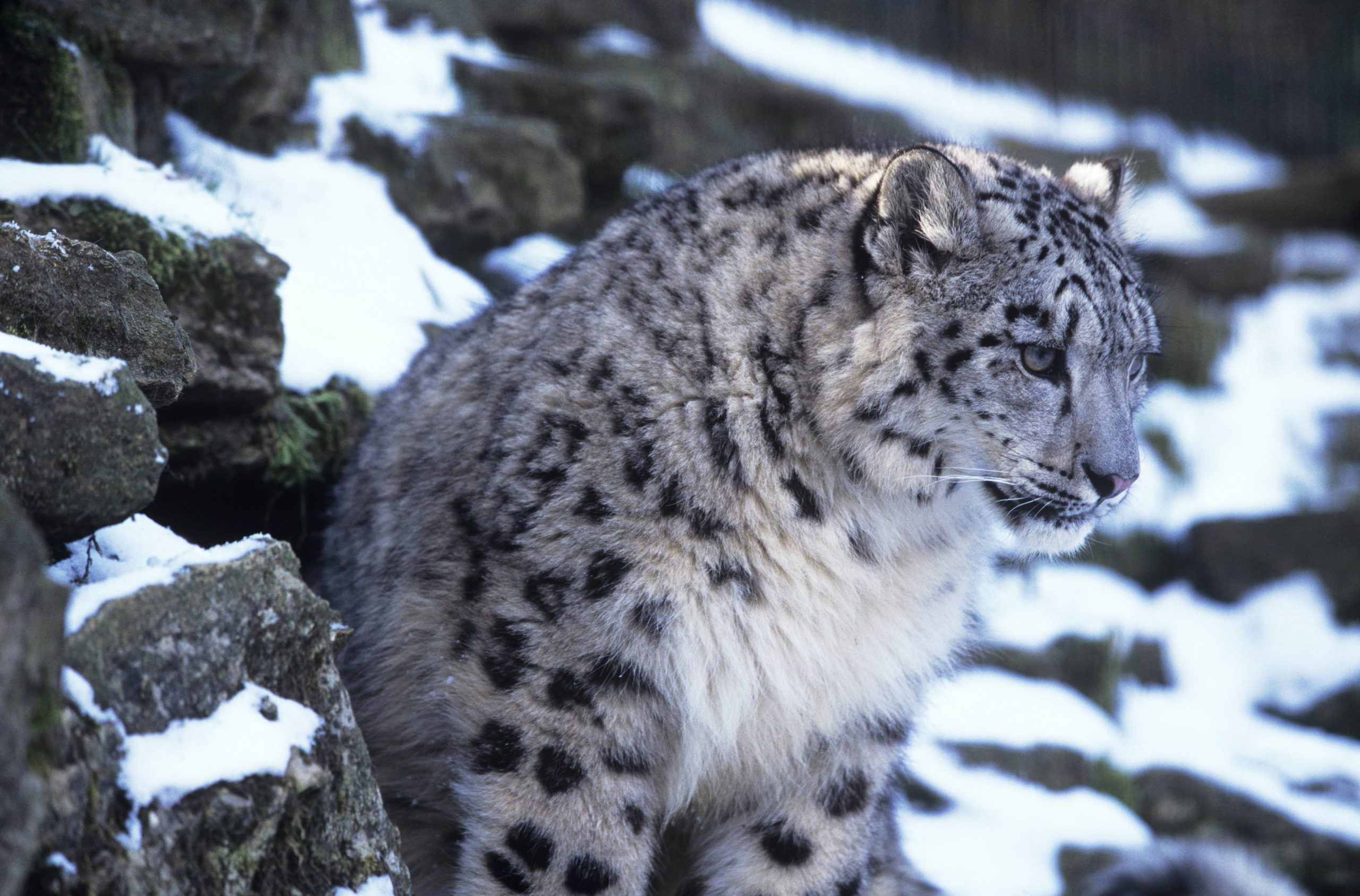 A majestic snow leopard sits amidst a snowy, rocky landscape, its thick fur providing warmth against the cold