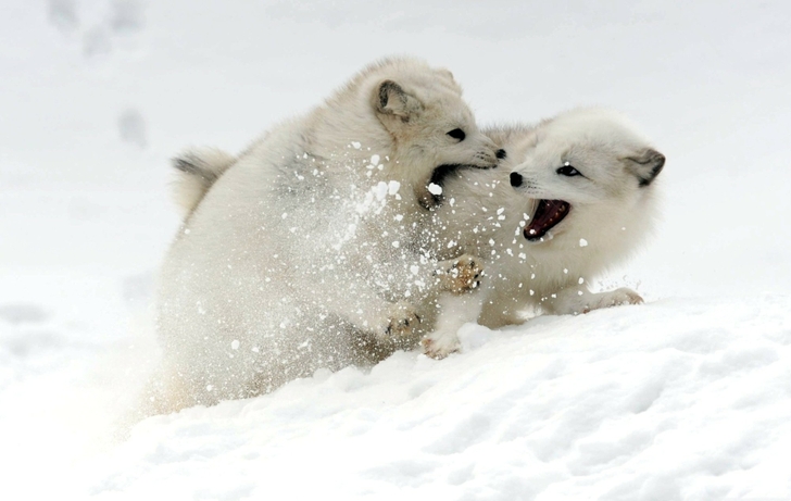 Baby Arctic Fox Wallpaper Snow Animals