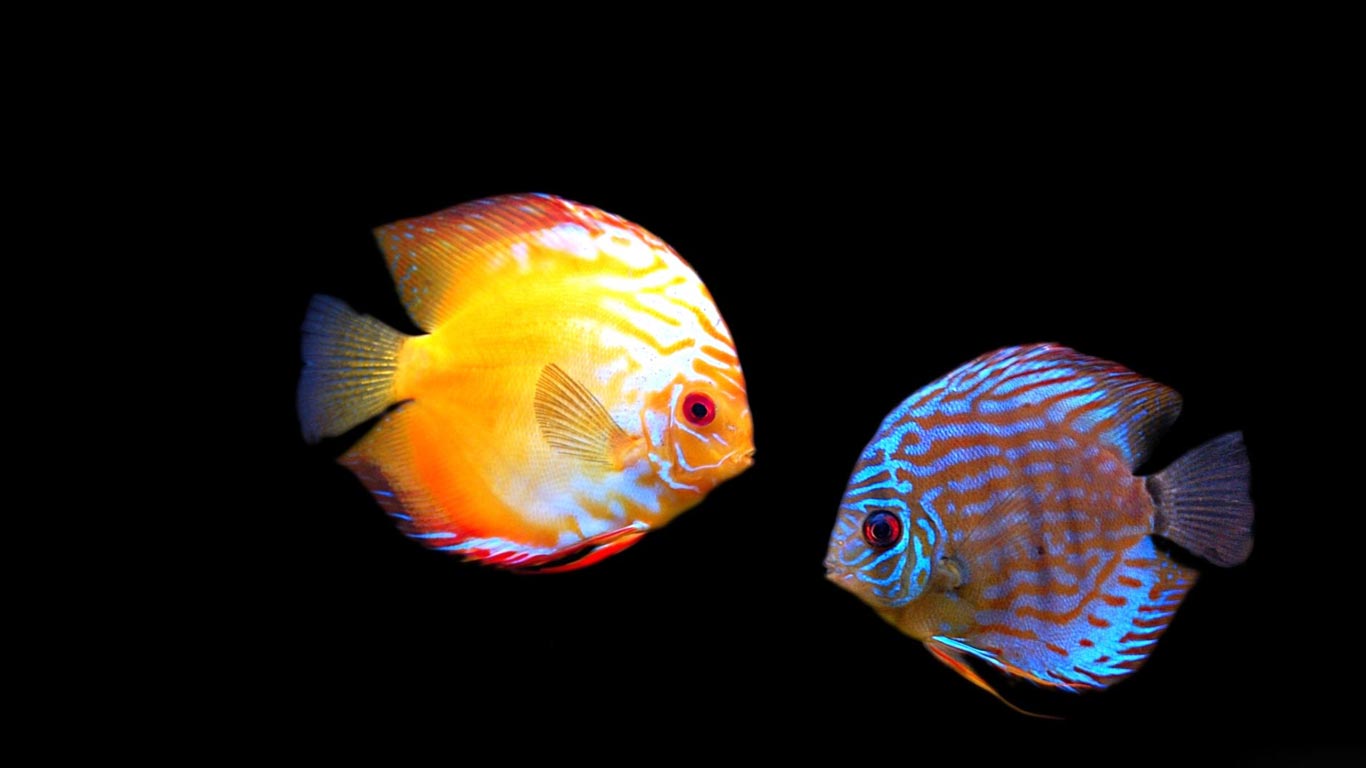 Discus Popula Aquarium Fish Wallpaper Full HD