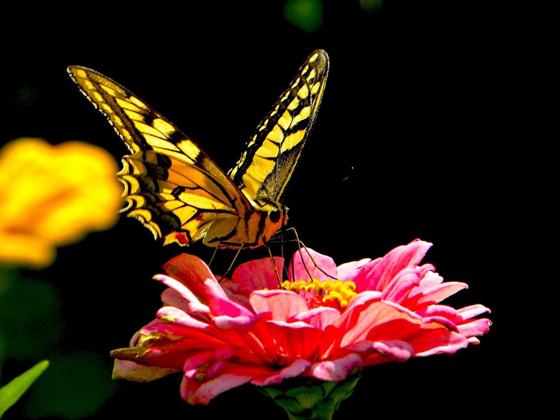 Rate Select Rating Give Butterfly On Pink Flower