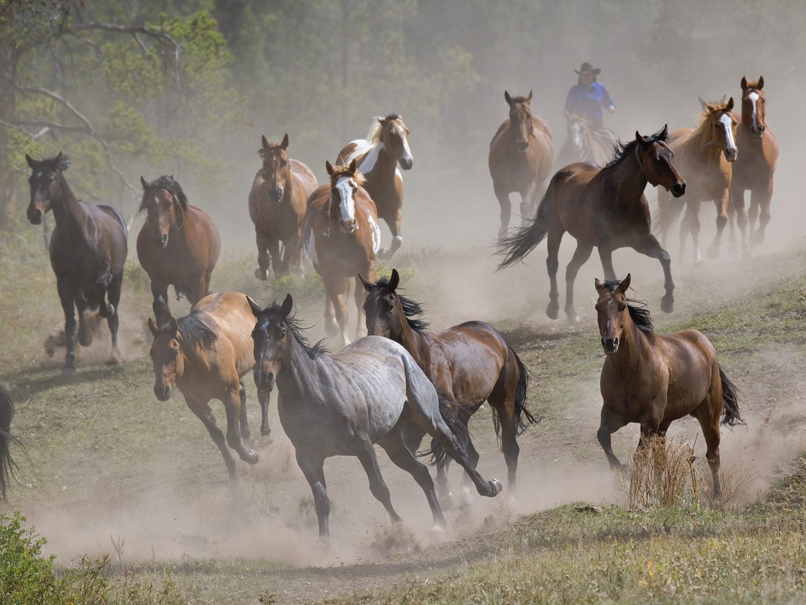 Brown Horses Running Desktop Wallpaper Jpg