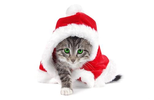 Funny Cat with Christmas Clothe on Holiday HD Wallpapers
