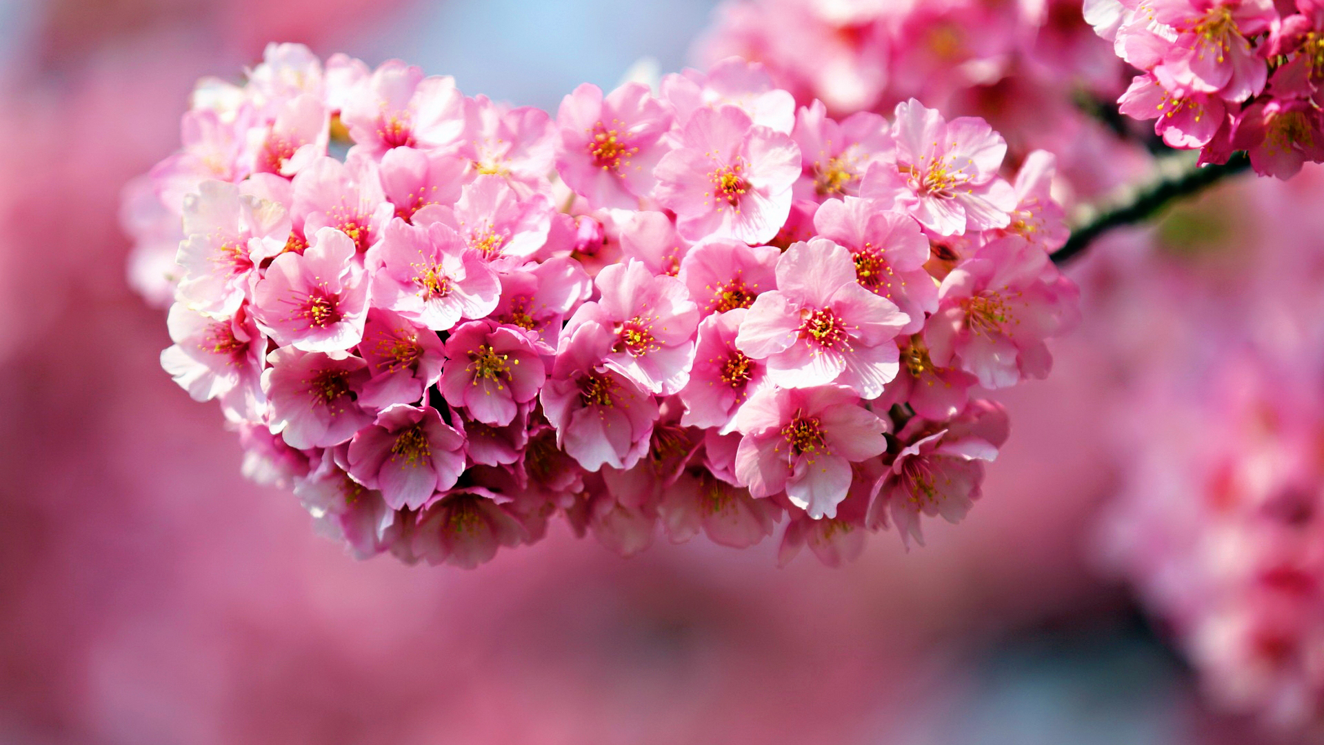 Awesome Pink Flowers Wallpaper Pack Flgx Db