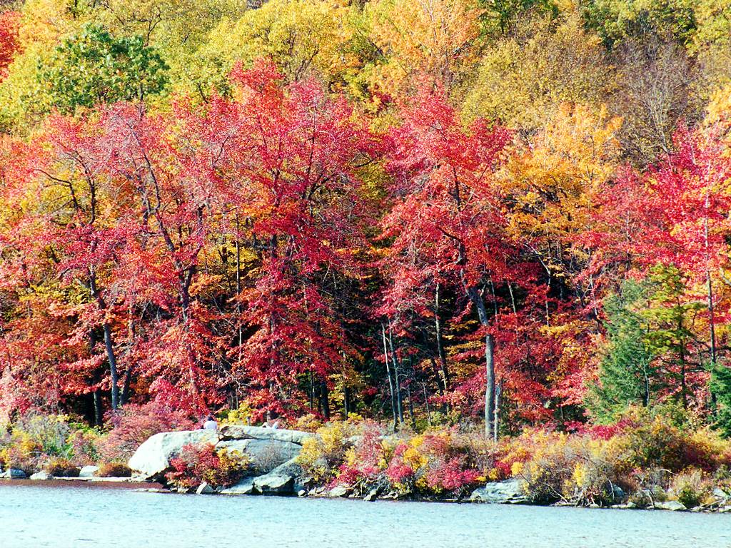 Displaying Image For Fall Foliage Wallpaper
