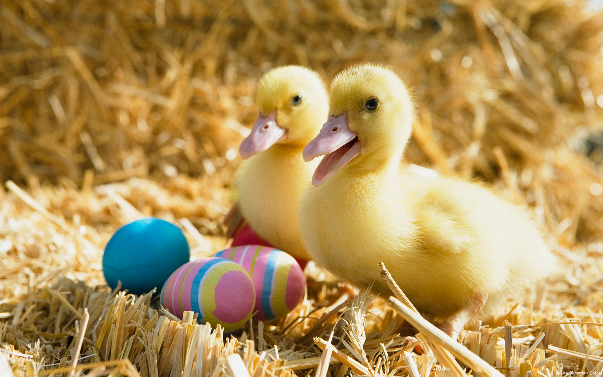 Patos Y Huevos De Pascua Fondos Pantalla