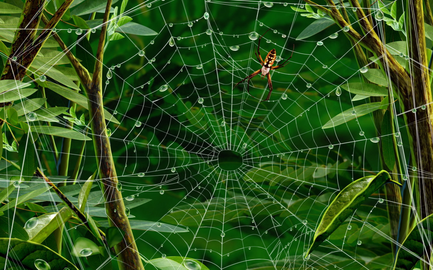Web Spider Wallpaper Windows Background Desktop
