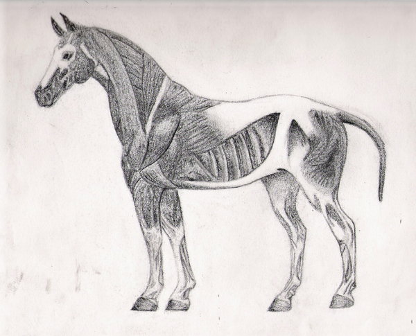 [50+] Submit Wallpaper Muscle Groups on WallpaperSafari