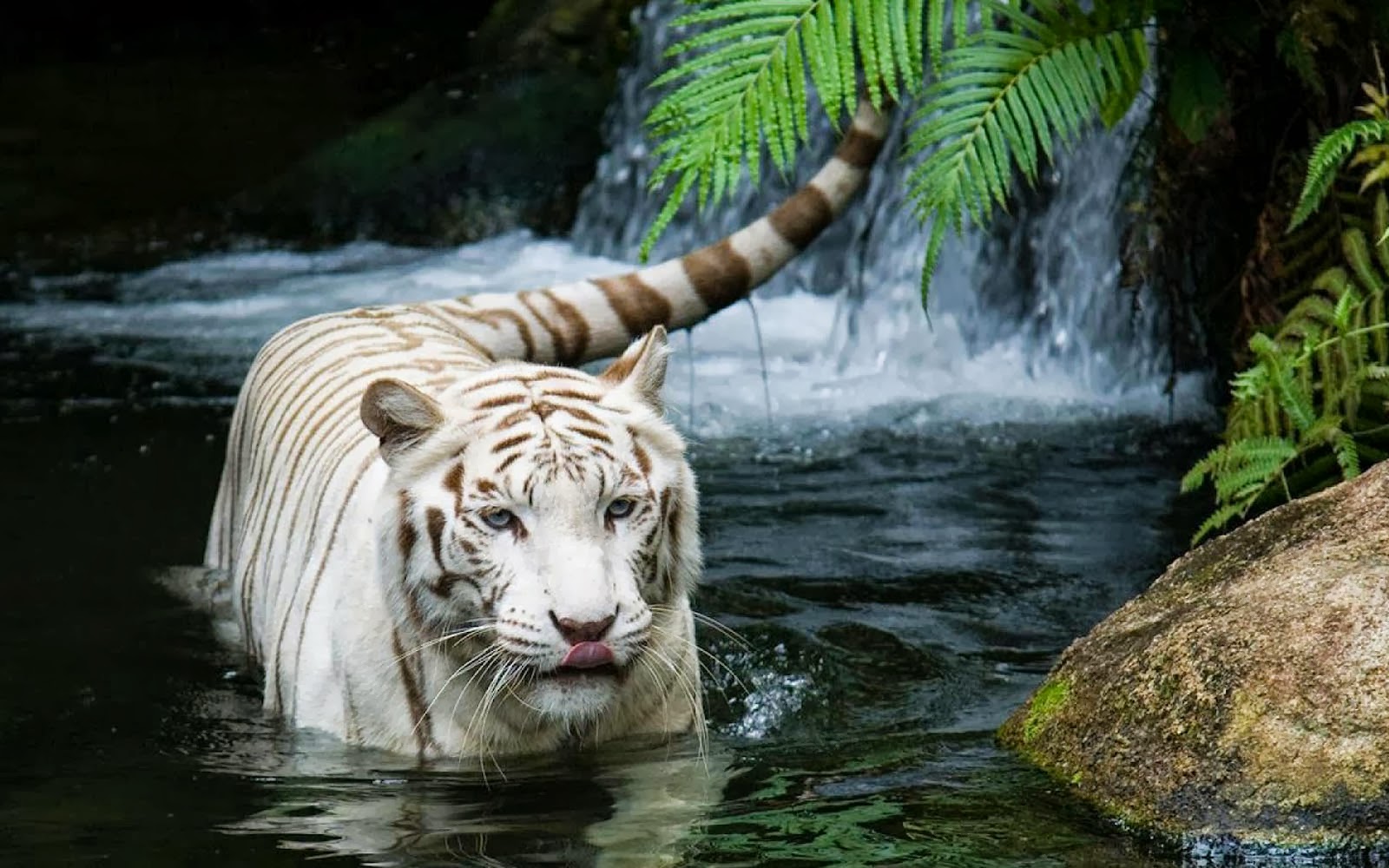 White Tiger Desktop Wallpaper Background