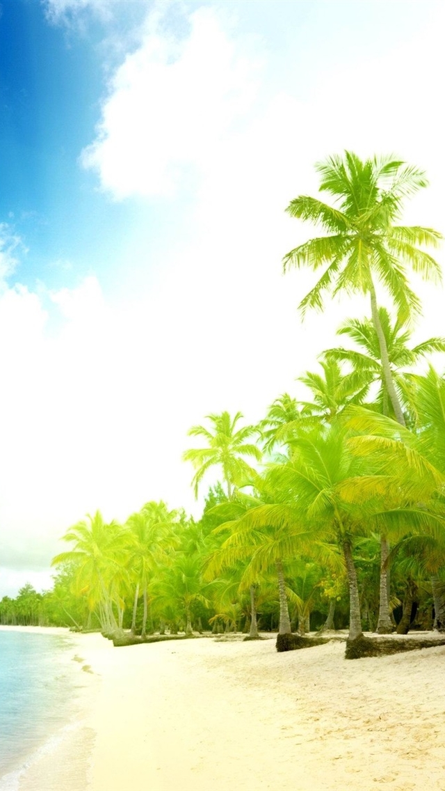 Palm Trees At The Seaside Wallpaper iPhone