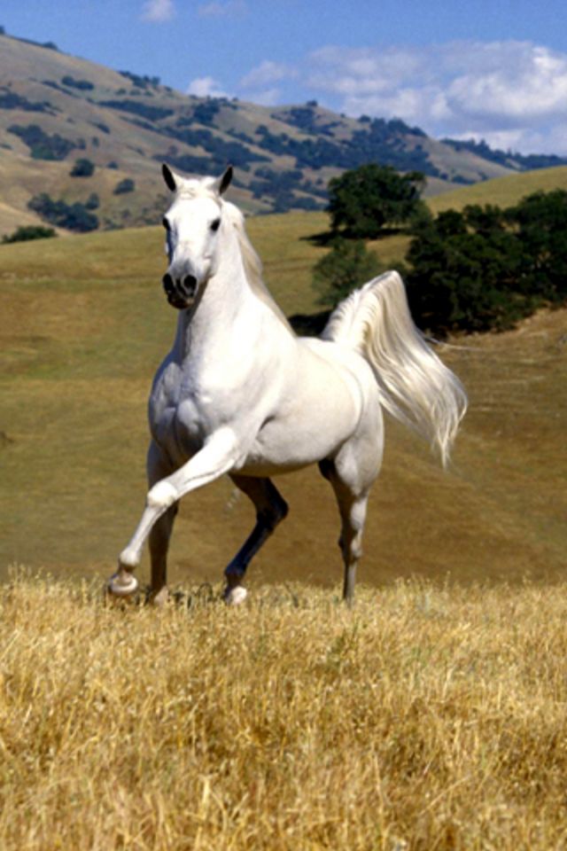 Wild Horse iPhone Wallpaper HD