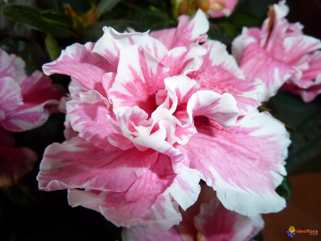 Free download Azaleas In Bloom Appalachian Trail North Carolina Wallpaper Stores Nc [1024x768