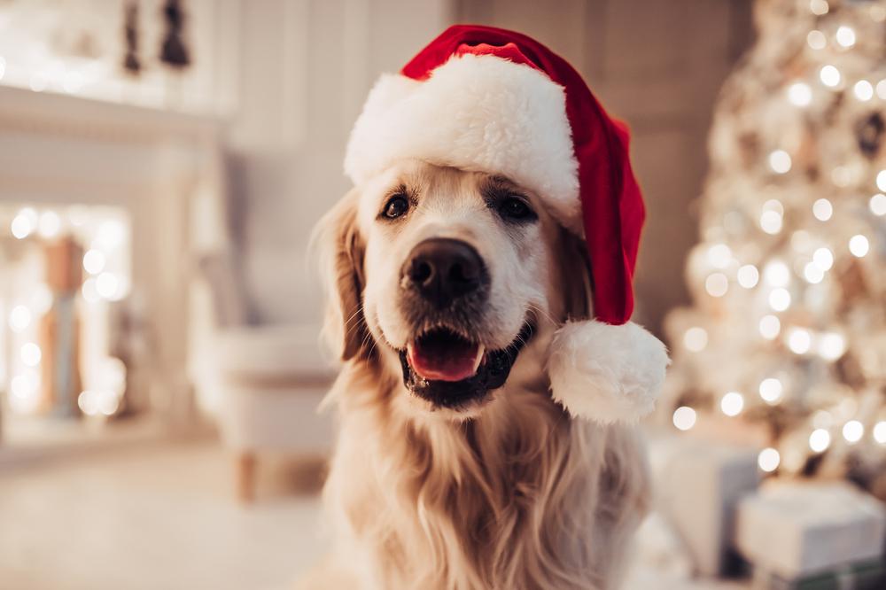 Cute Holiday Outfits For Your Puppy Petland Texas