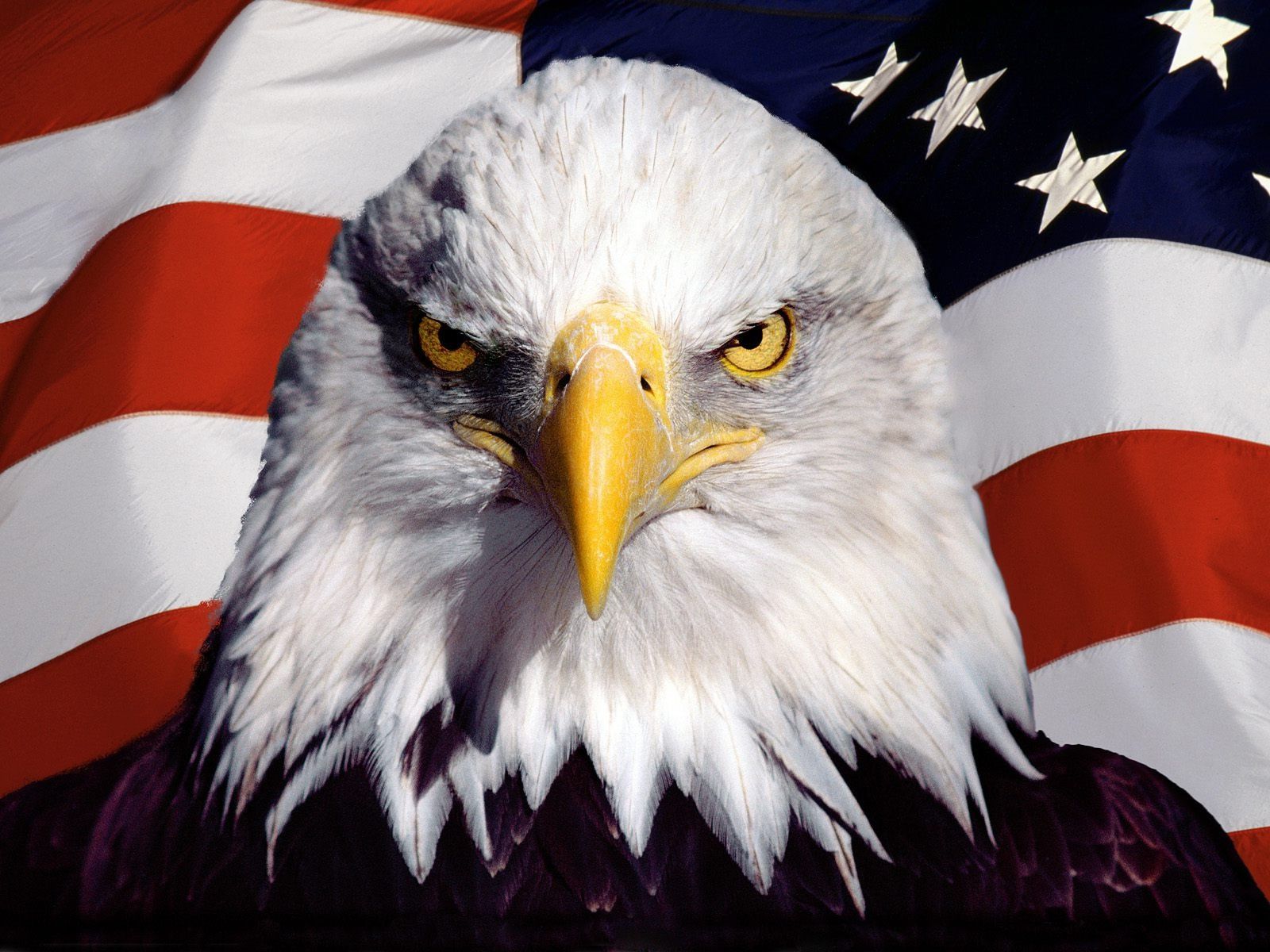 American Bald Eagle With Us Flag Stock Photo And