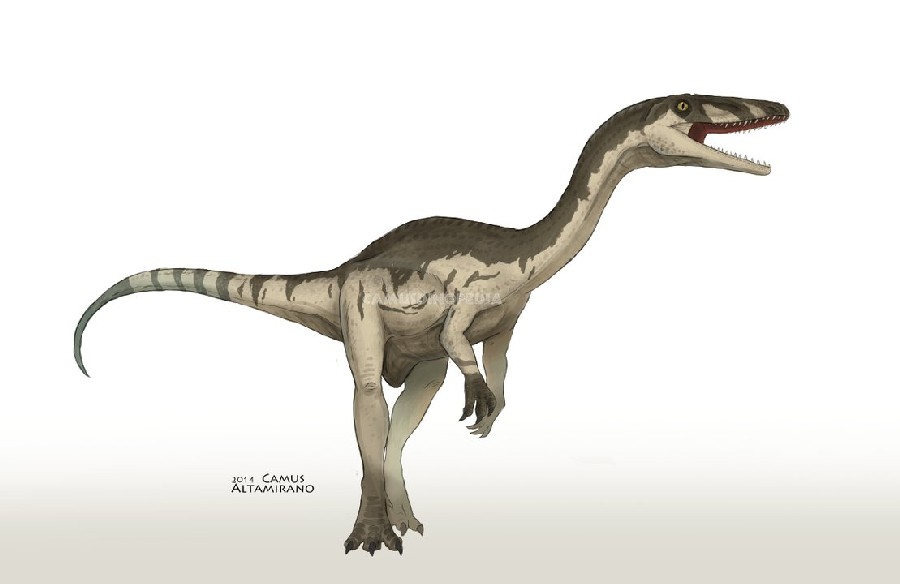 Coelophysis Pictures Facts The Dinosaur Database