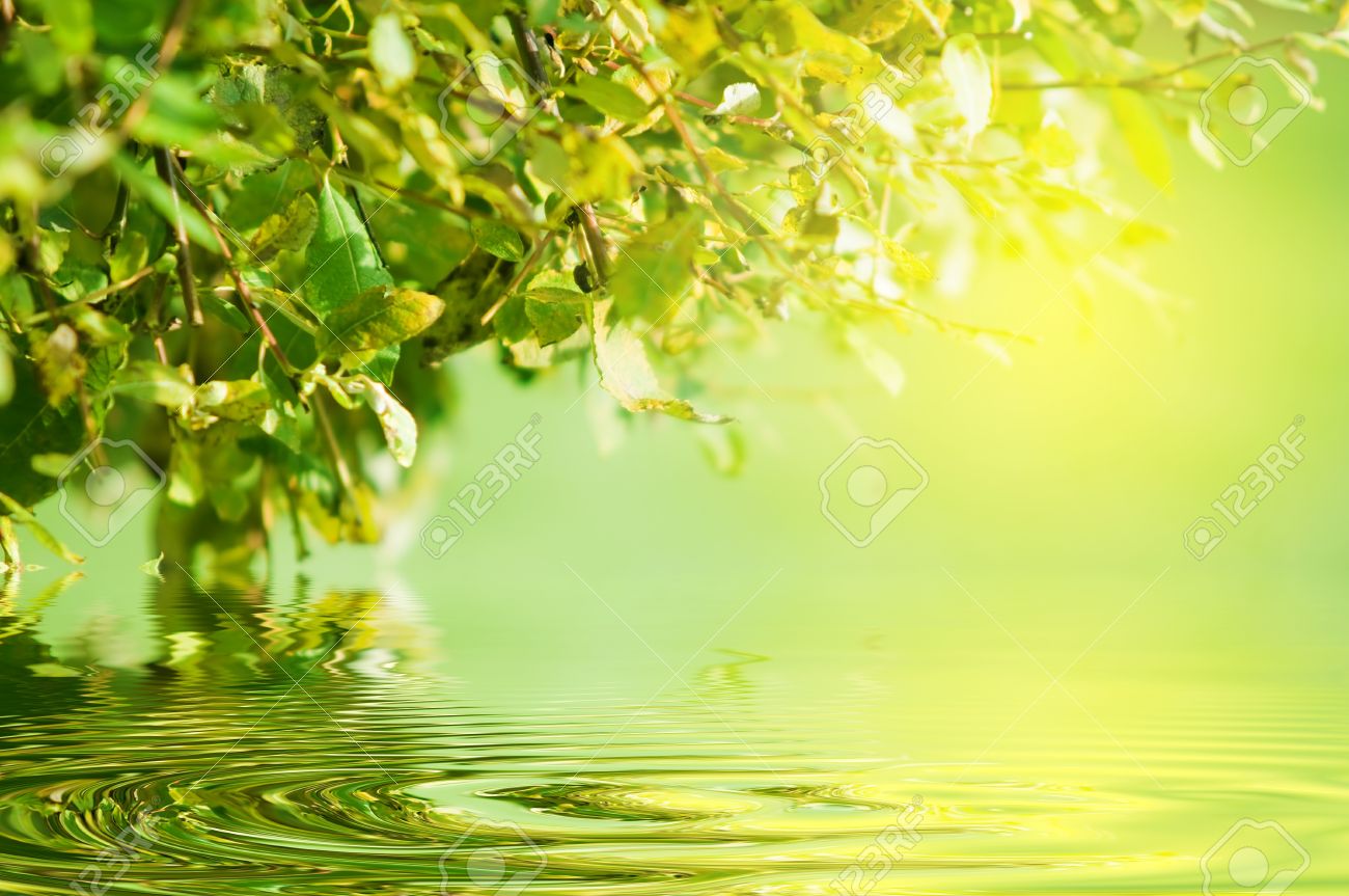Nature Green Background Water Reflection And Sun Shining Through