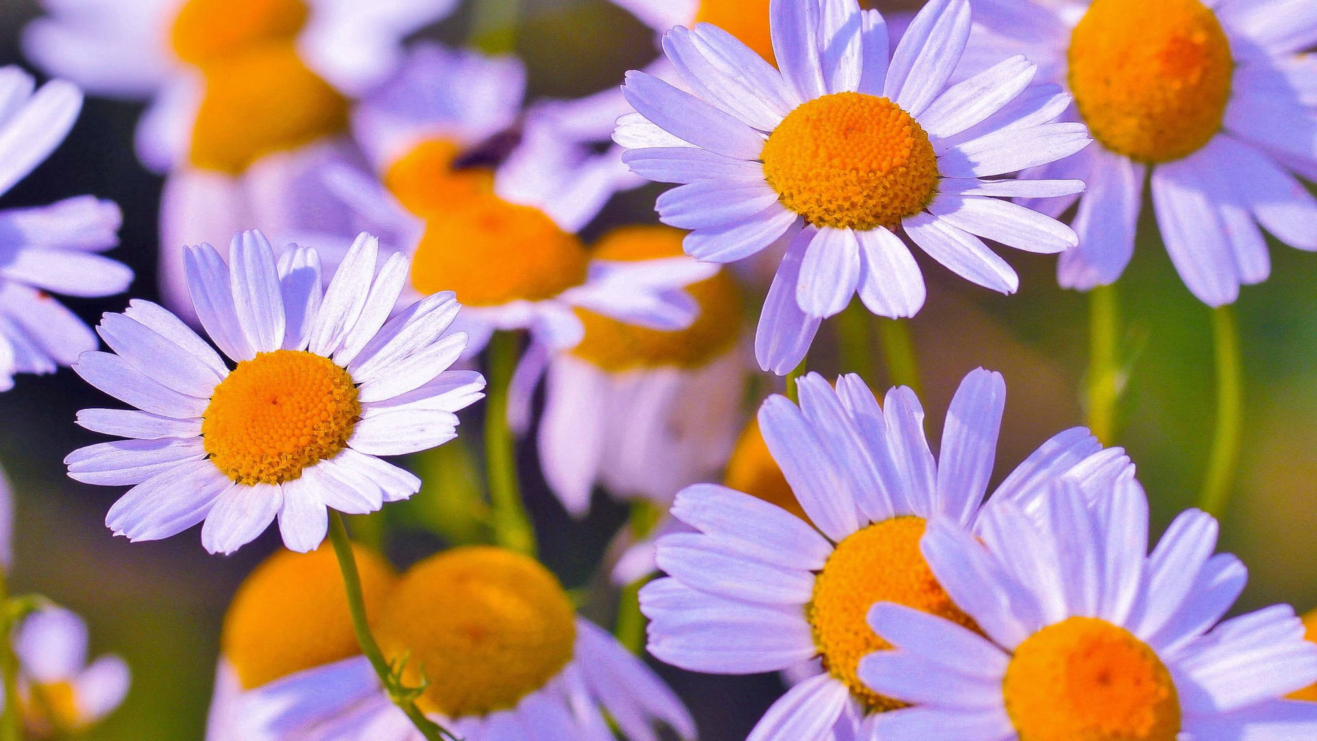 Daisy Aesthetic Wallpaper