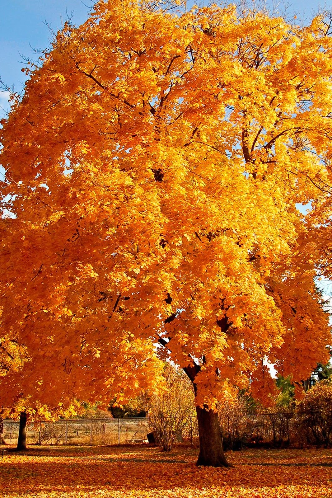 Autumn Tree iPhone Wallpaper