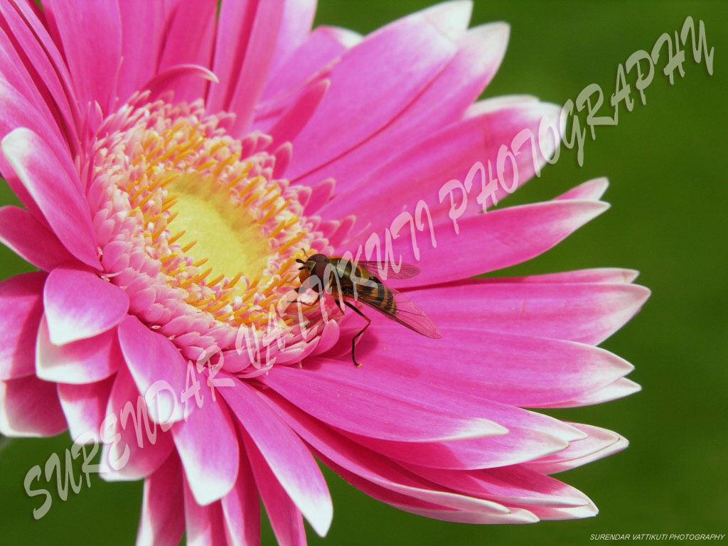 PINK DAISY WITH A BEE Desktop and mobile wallpaper Wallippo 1024x768
