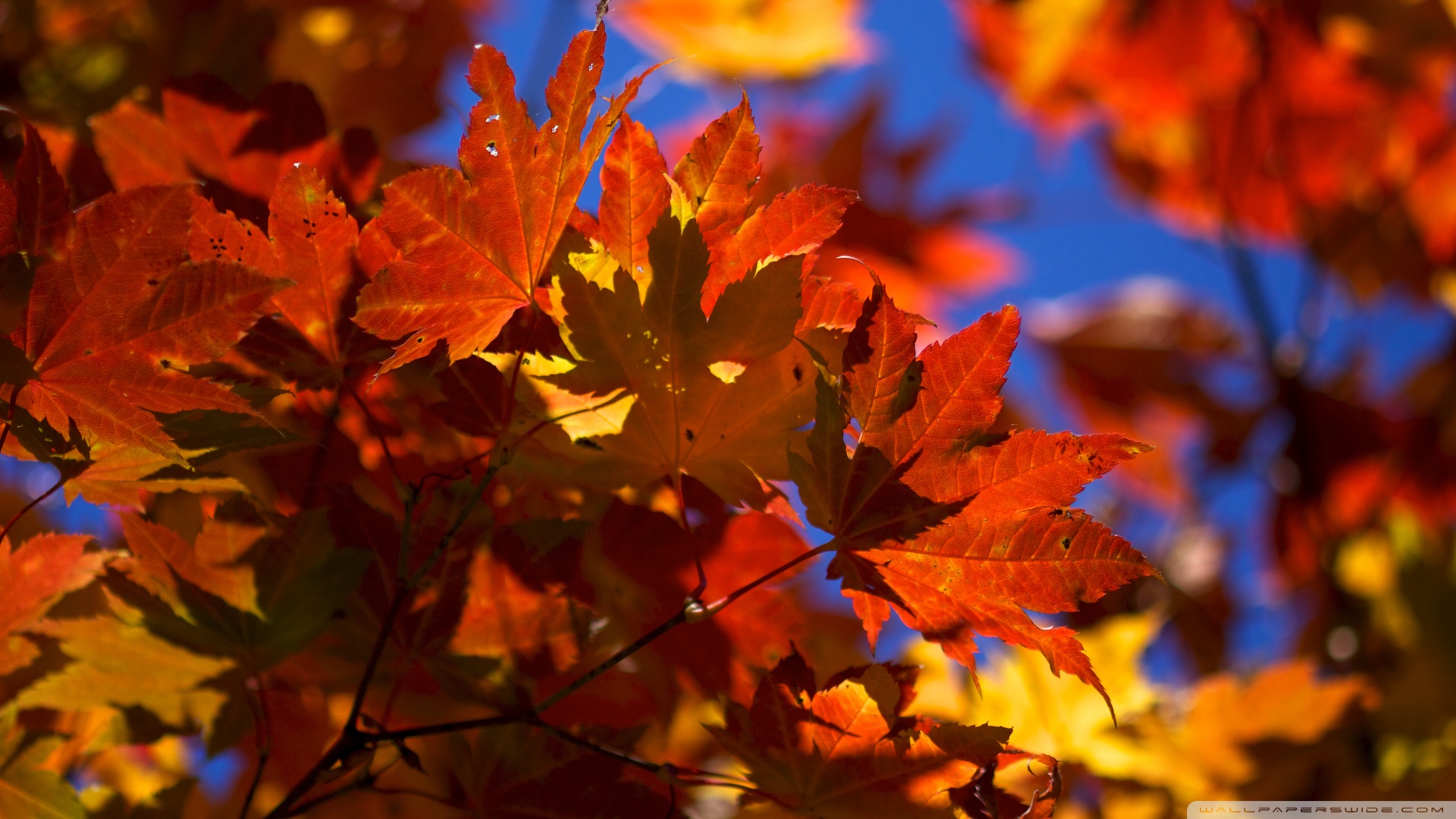 Bright Autumn Leaves Wallpaper