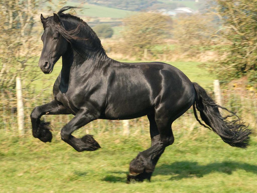 Friesian stallion cavalo horse animals HD wallpaper  Peakpx