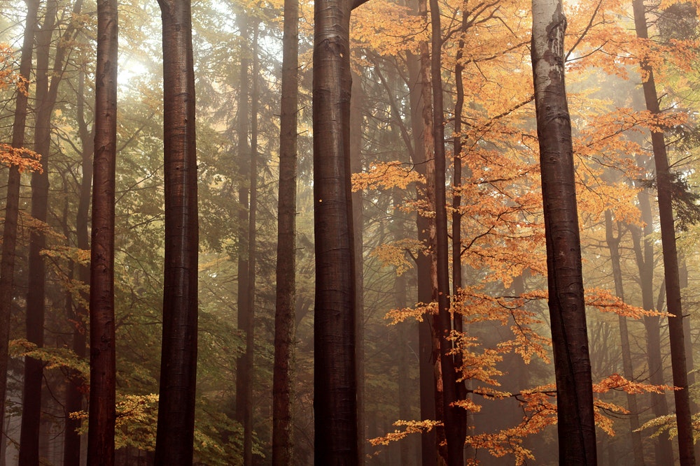 Autumn Forest Pictures Image