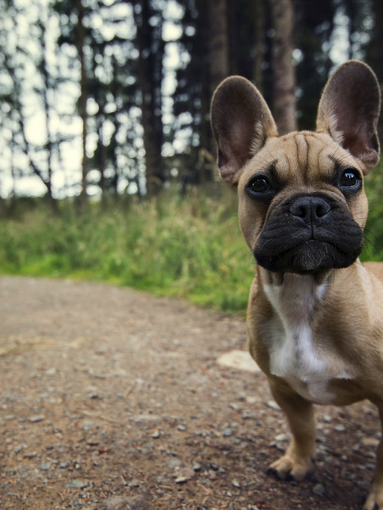 French Bulldog HD Wallpaper