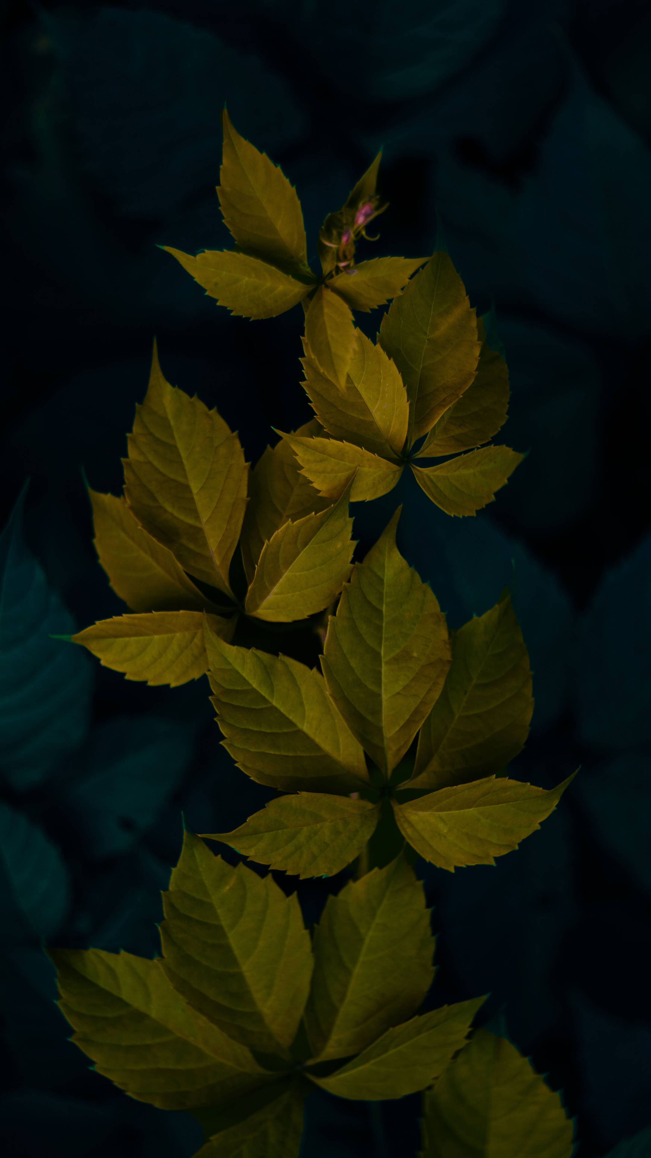 Leaves Wallpaper