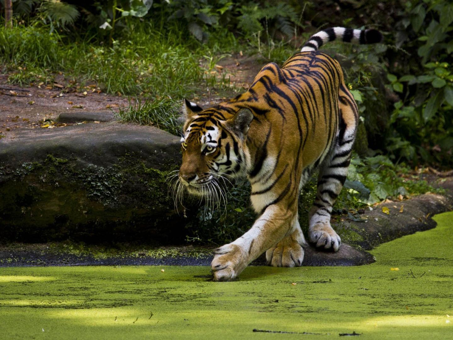 Desktop Wallpaper Background Tiger Animals Quoteko