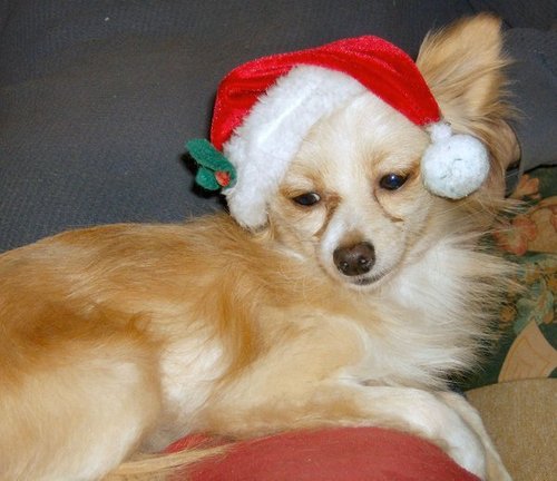 Christmas Chihuahua Chihuahuas Jpg